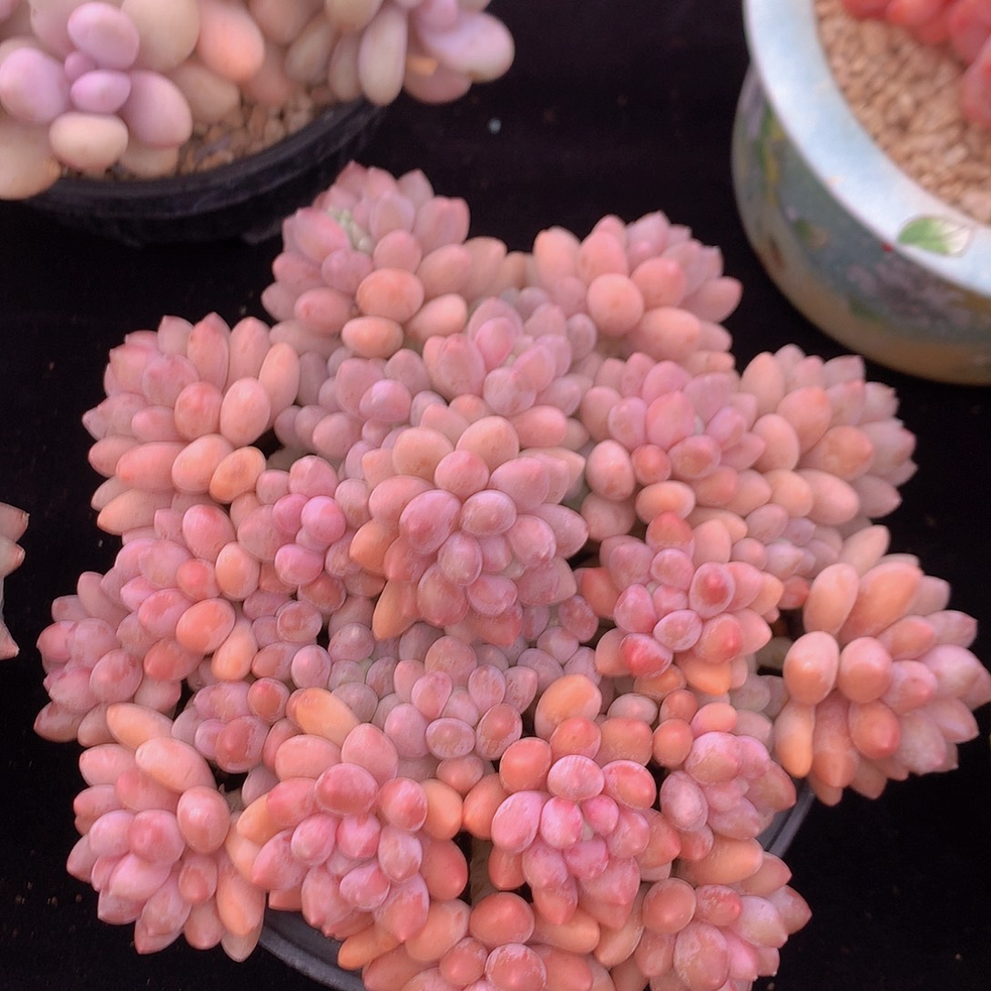 星黛露多肉一物一拍