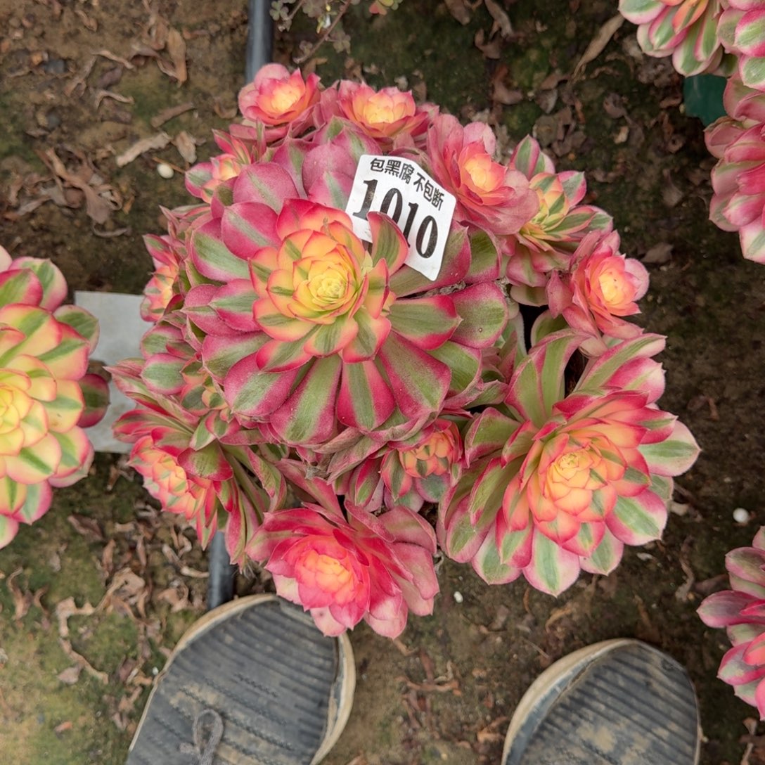 法师倾城1010 18-11