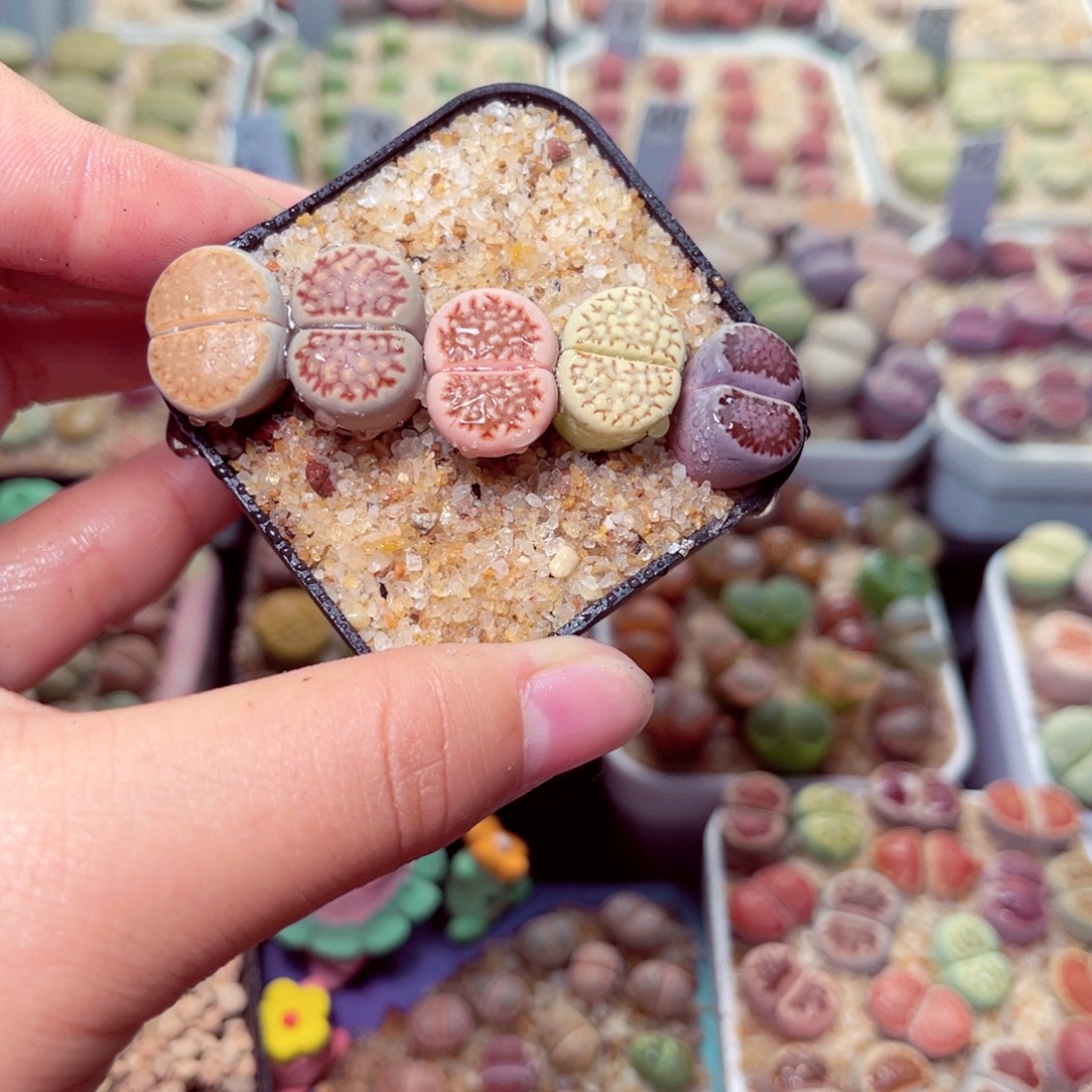 255号带盆包邮发货