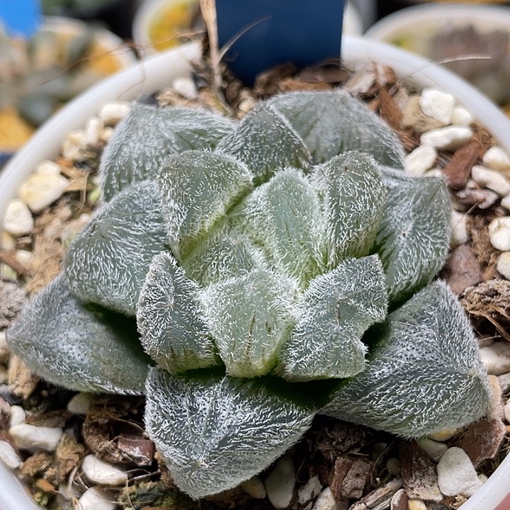 养***肉641巨大梦露特选福利