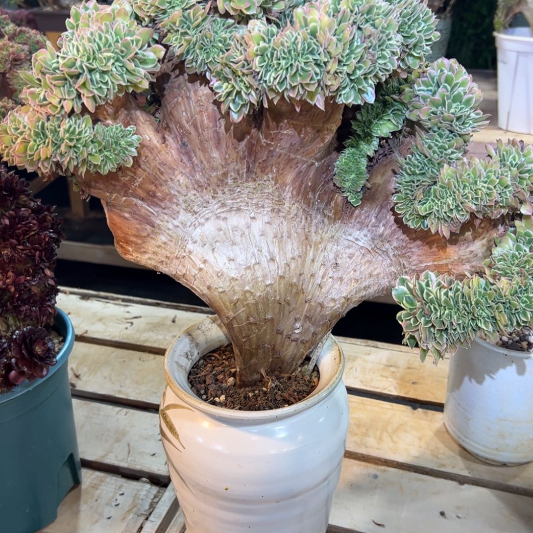 白凤老桩缀化厚板