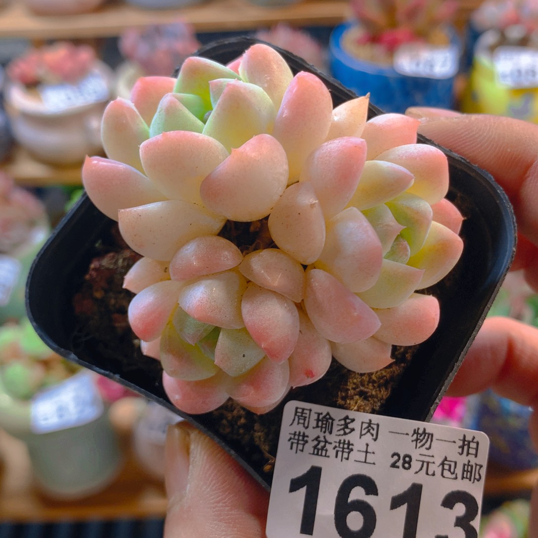 5厘米盆精控多肉1613