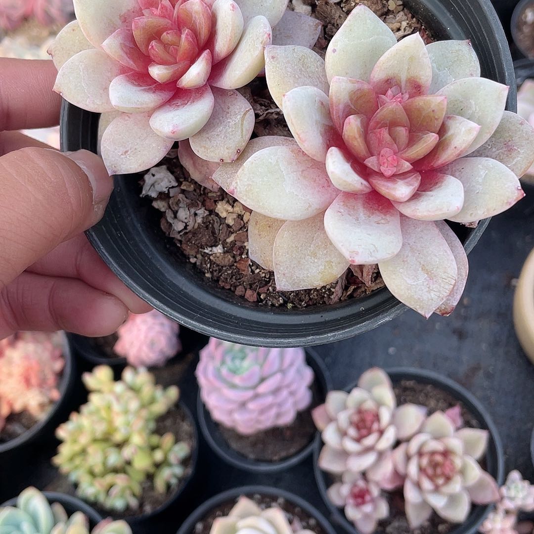 藏*阁2102  德槟 六月六