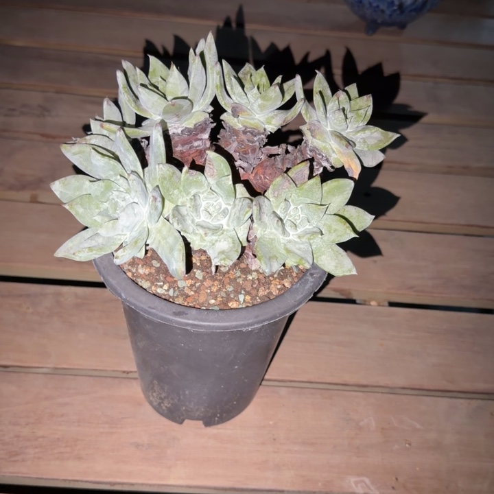 他***哥牡丹苹果叶仙女杯