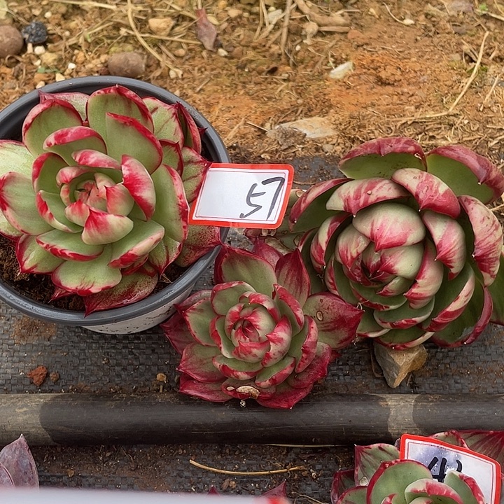 平***福57//////////////