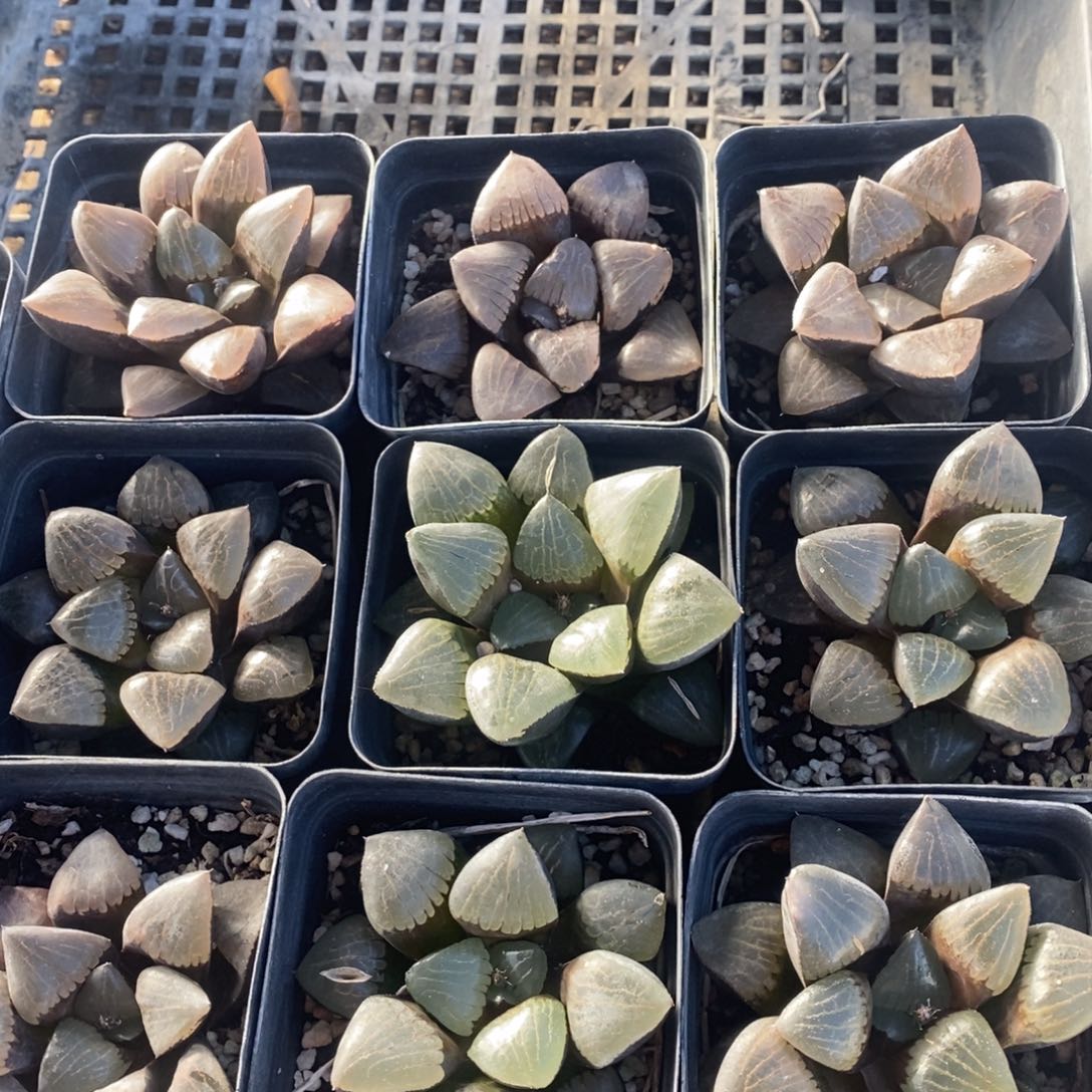 304 一颗大日月潭 