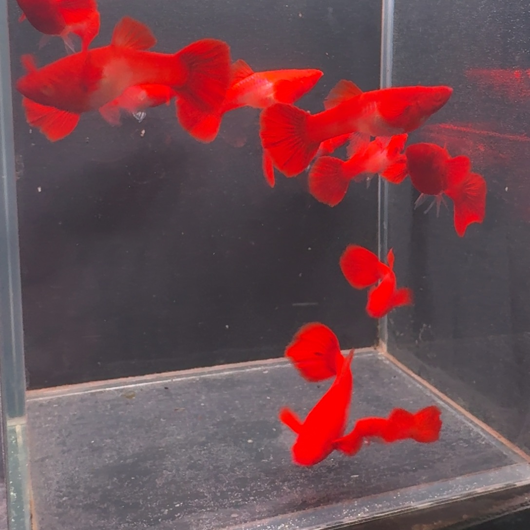 孔雀鱼小号2公8母赠一母