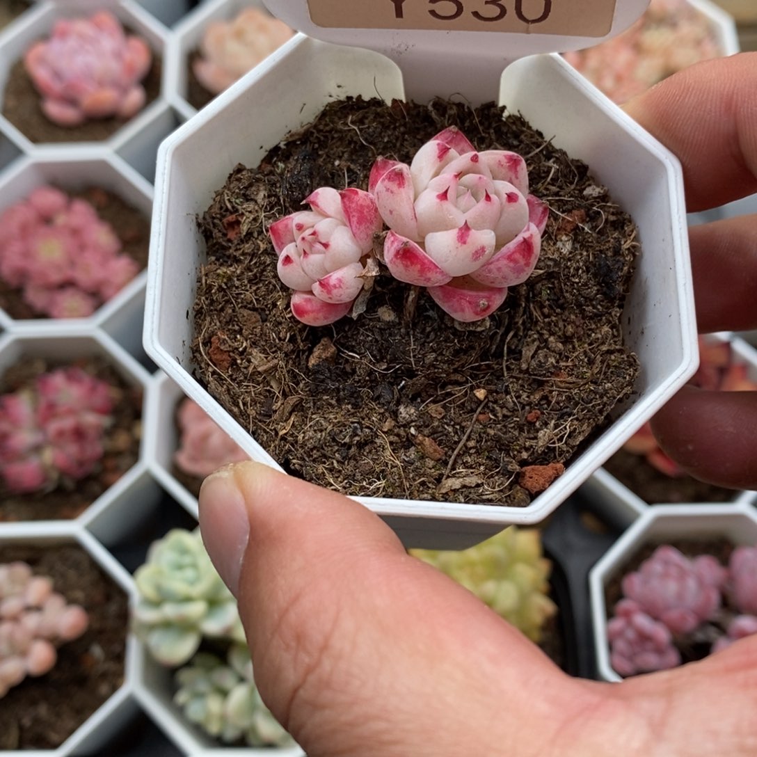 0530 如梦令 3.5cm