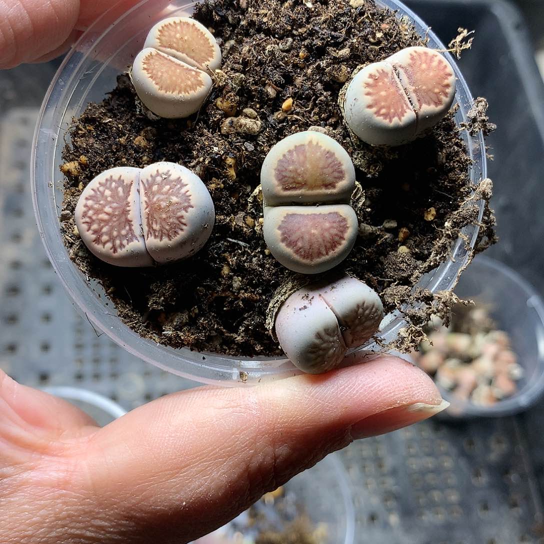 E332多肉植物保护研究所