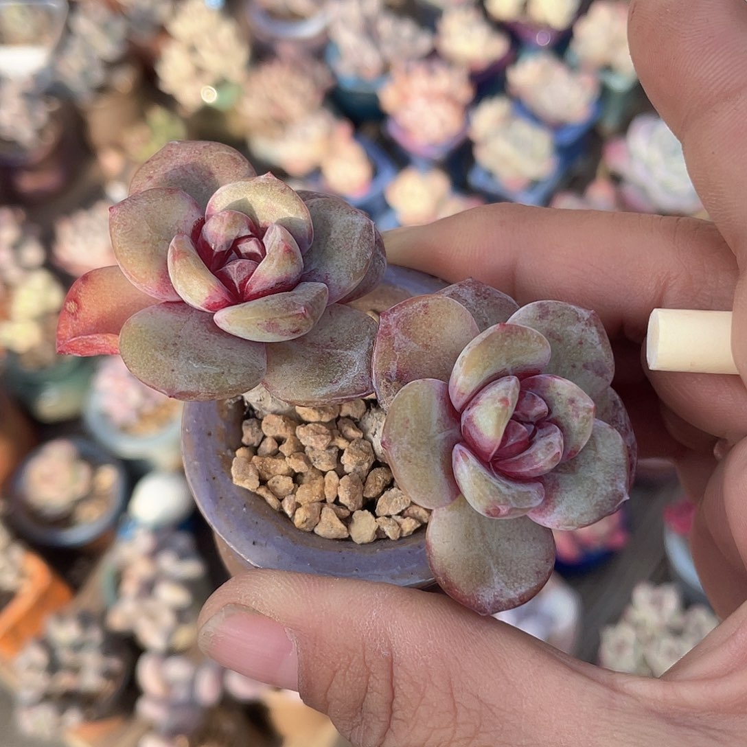 带盆发货 糖心香槟 4口盆