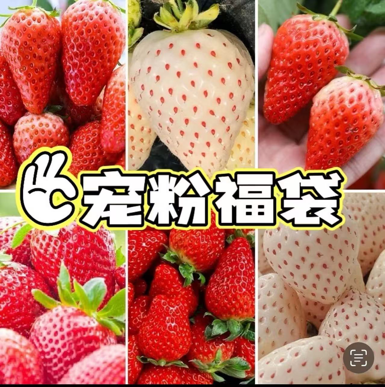 四季盆栽草莓苗室外北方地栽南方阳台草莓盆栽带果带土当年结果树