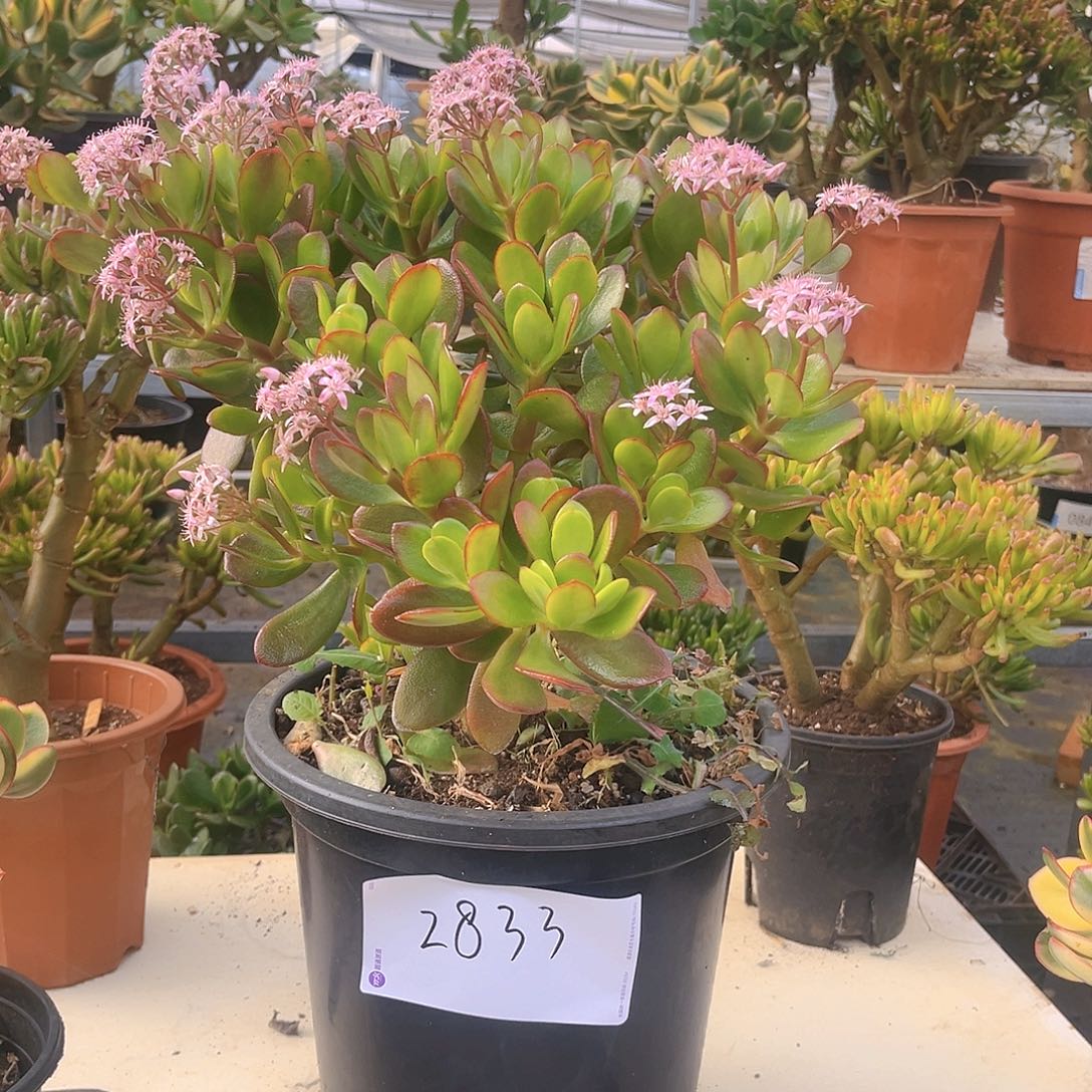 韩版糖果紫叶2833号