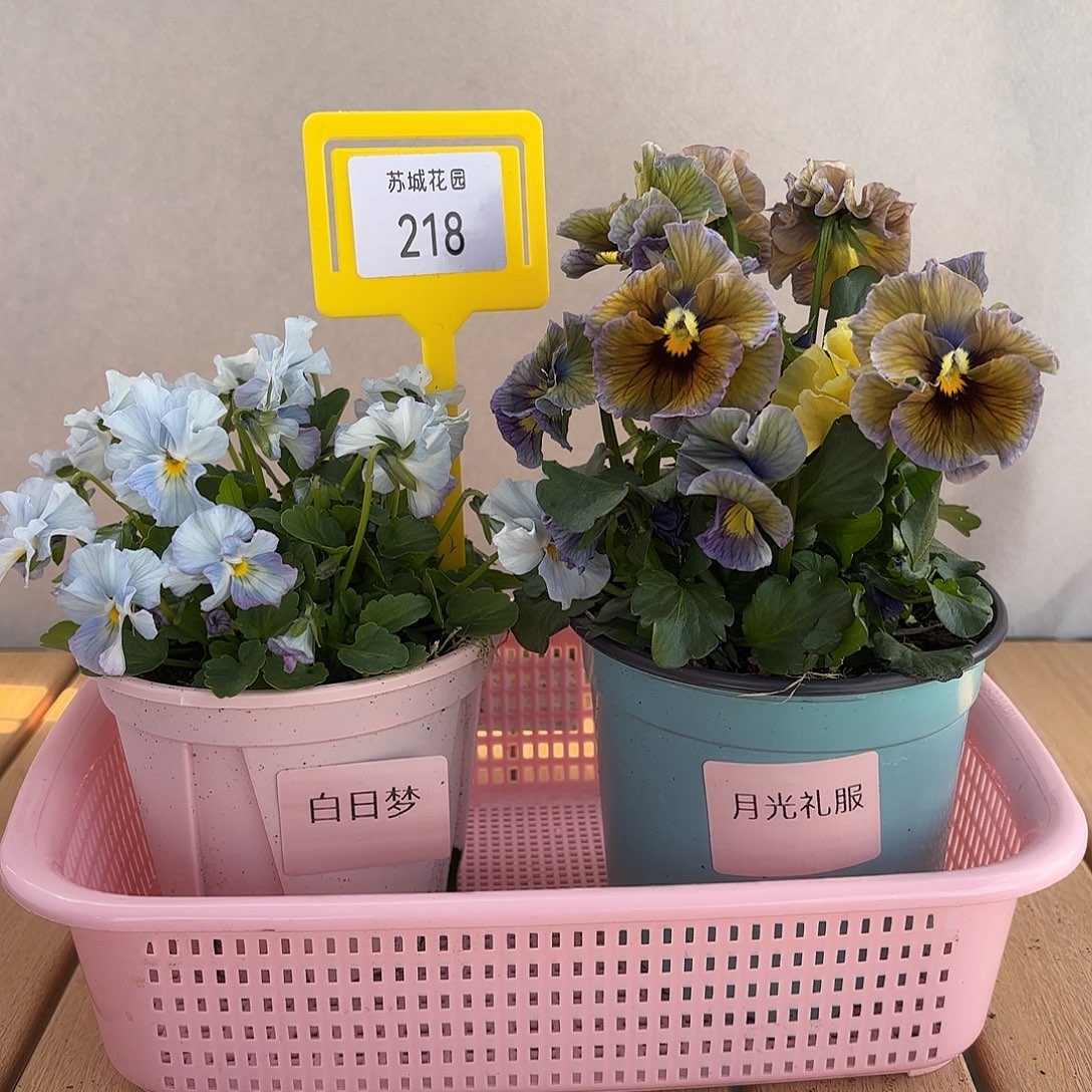 大部分开放少量花苞218