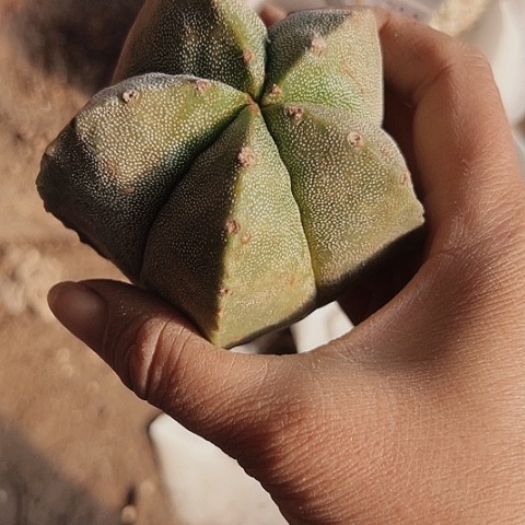 2703处理嫁接仙人球