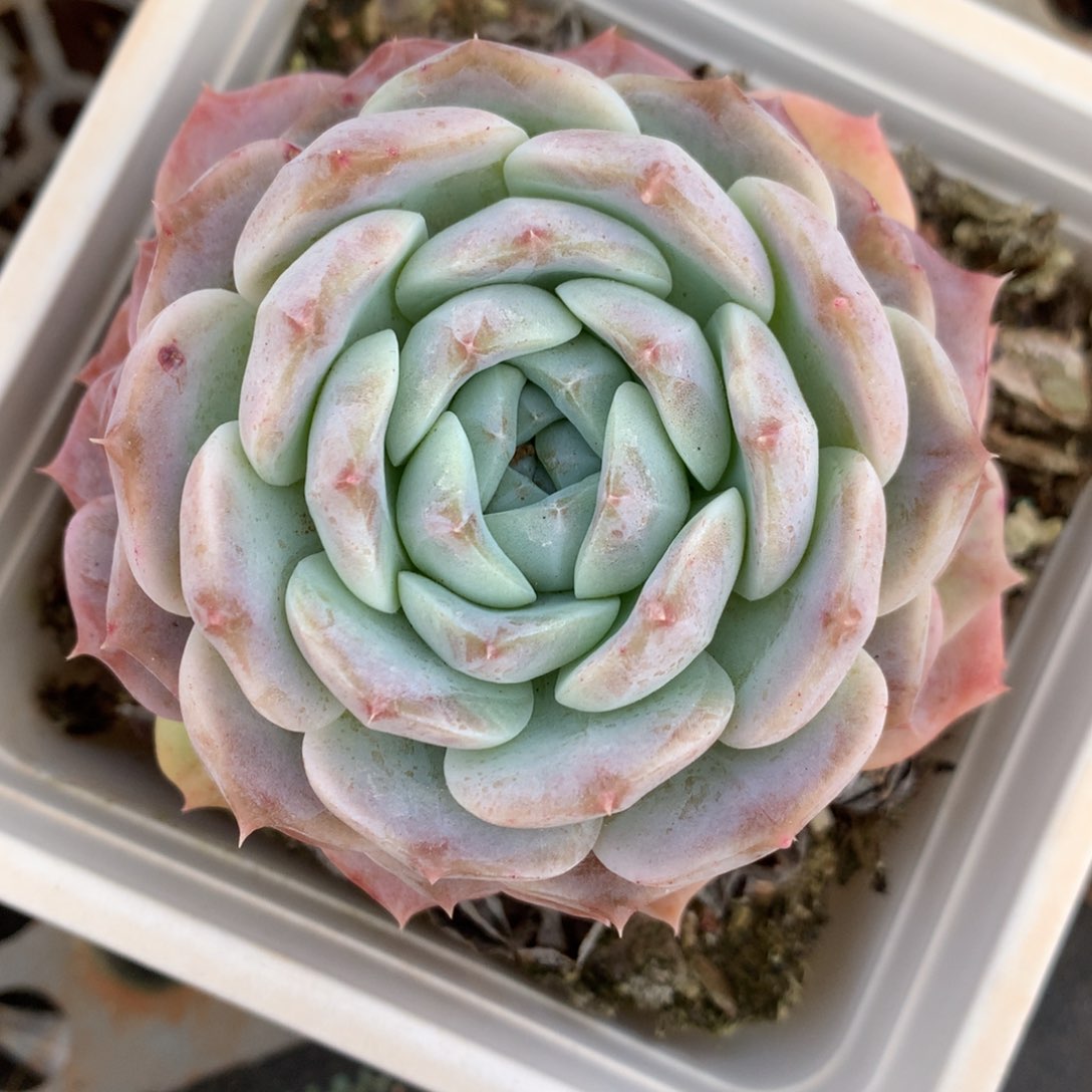 8064杂交多肉老桩