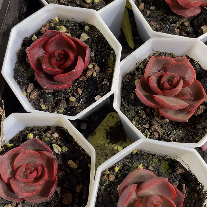 八角盆红灯7.8带盆