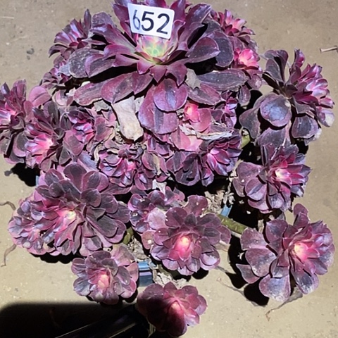 $****&多肉植物法师652美杜莎