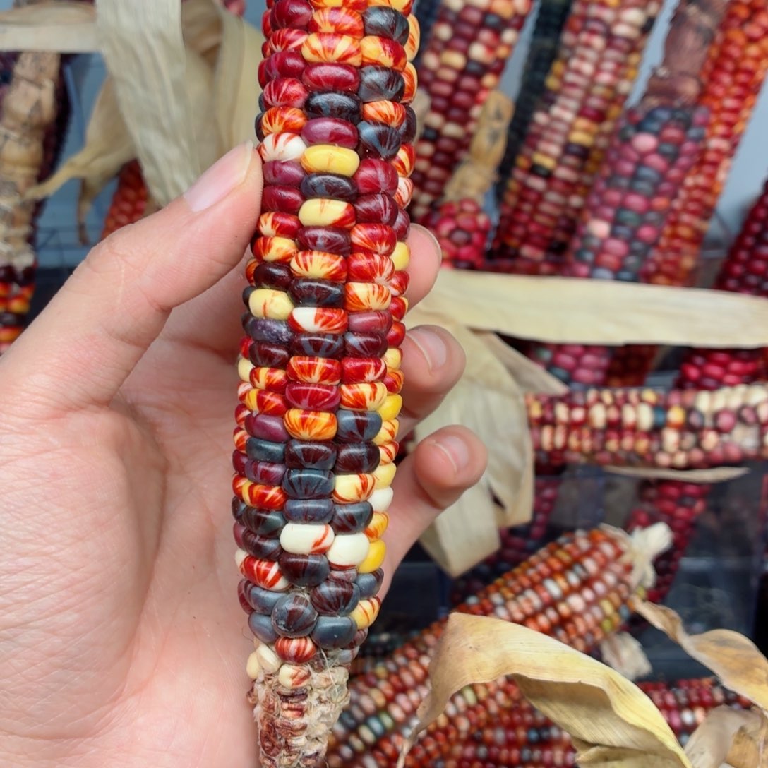 雅***娜吊坠白玉菩提文玩精品文玩精品