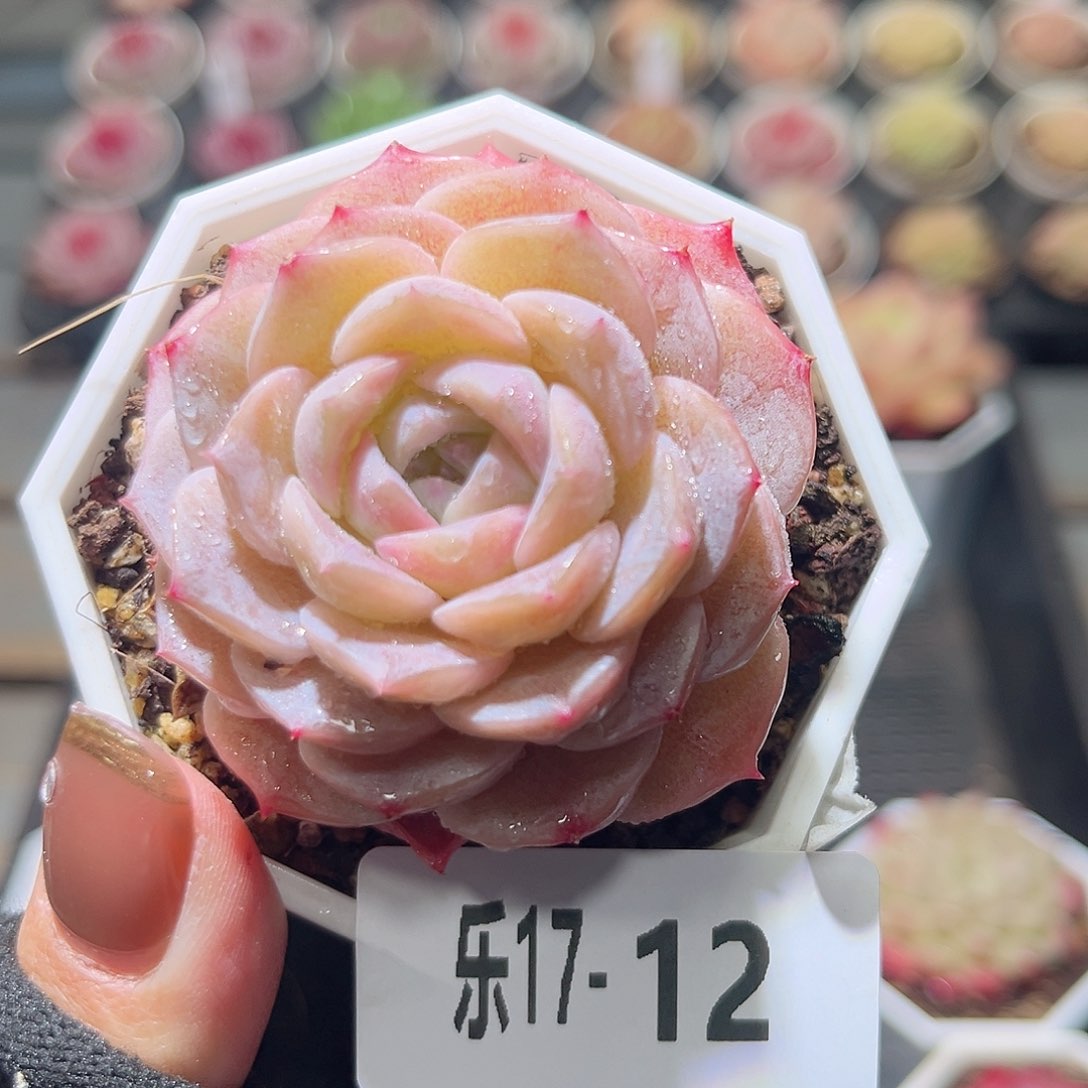 乐17-12 纯爱单头 