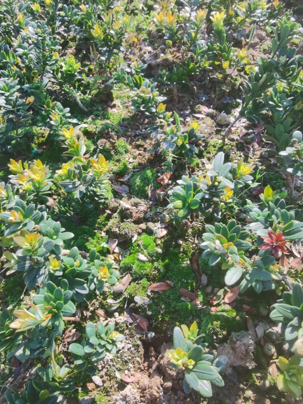 罗汉松，绿植，绿植园艺