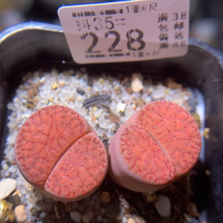 精品生石花35.228
