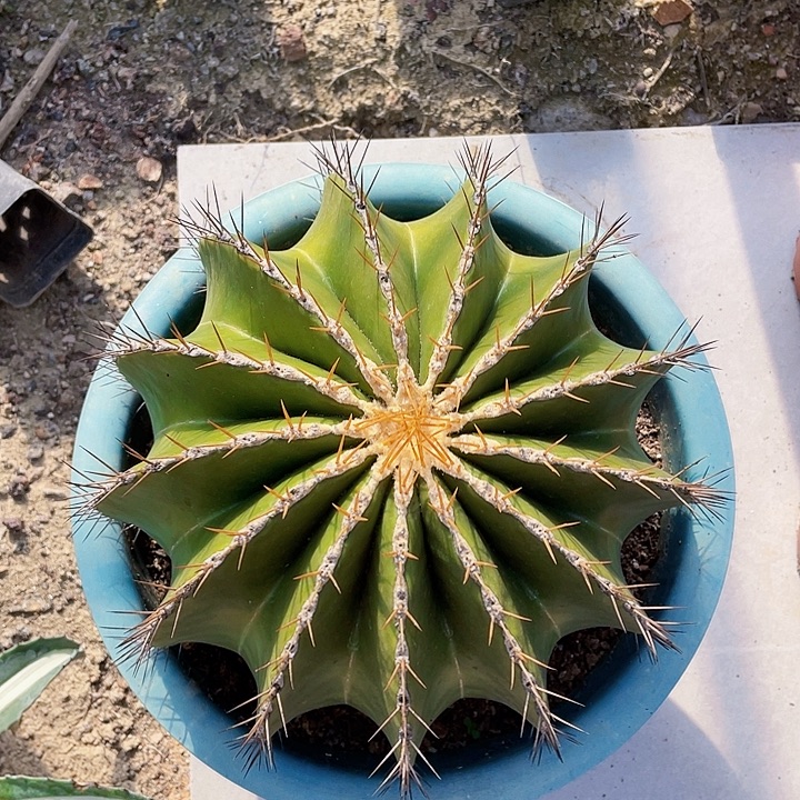 三***店完全开放黄彩玉裸根发货