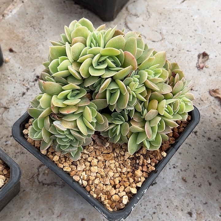 星娜塔群生缀化多肉