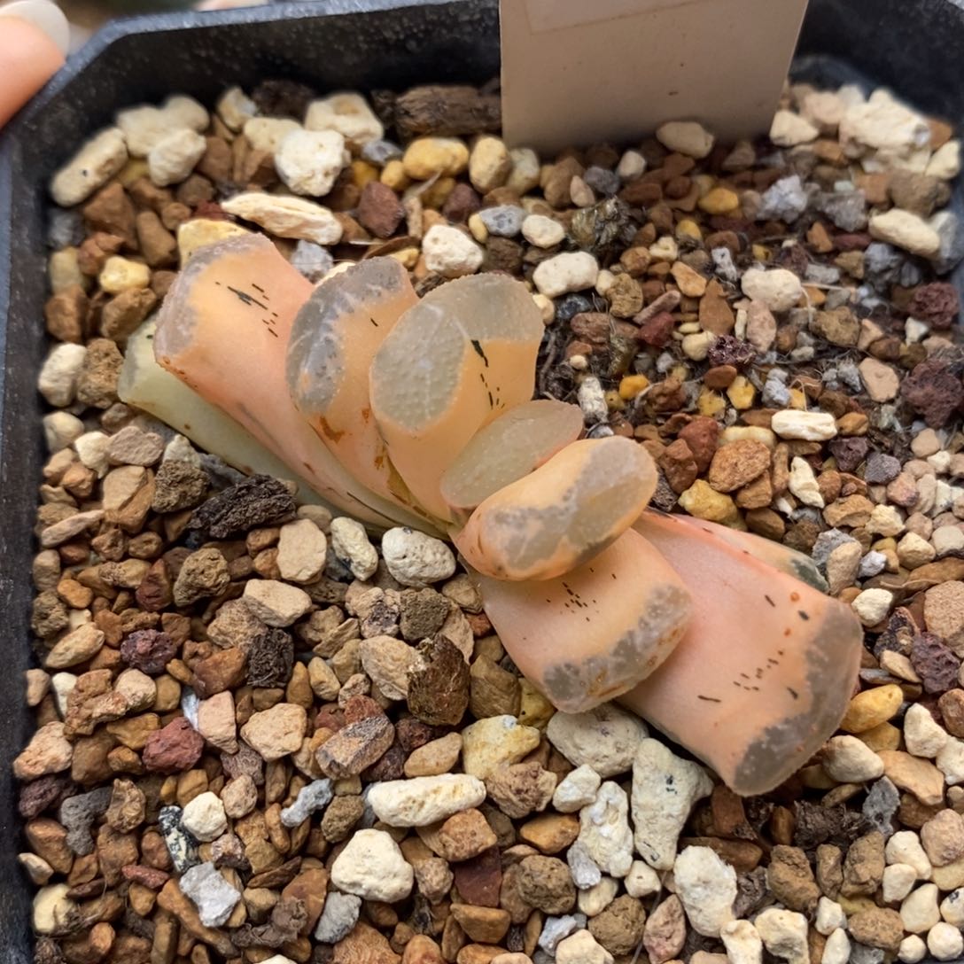 侯***473糊斑浮藻玉扇锦一物一拍