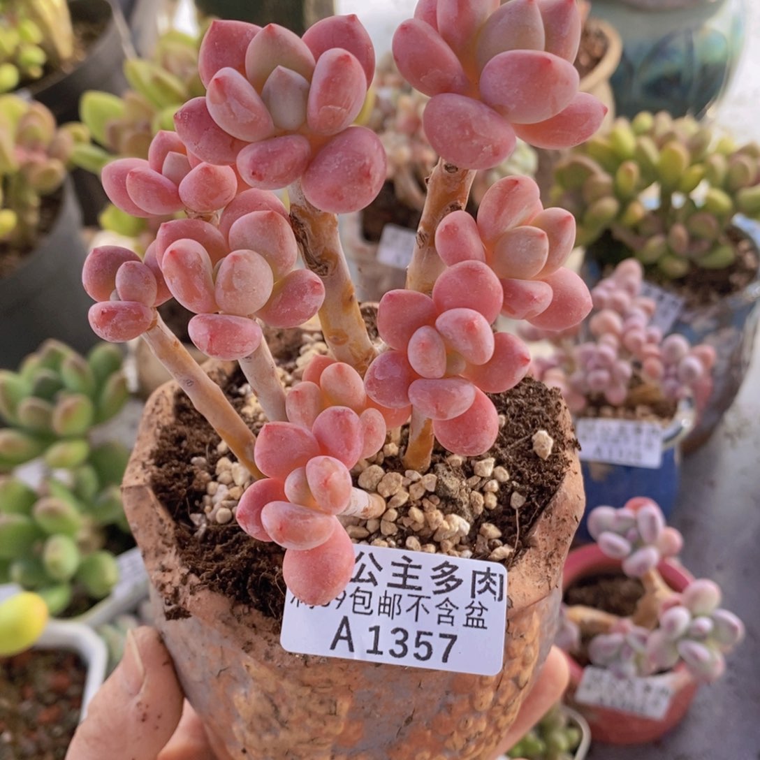 樱花洛神10cm1357多肉植物