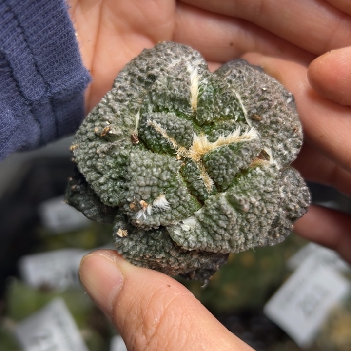 215 脱土带根发货