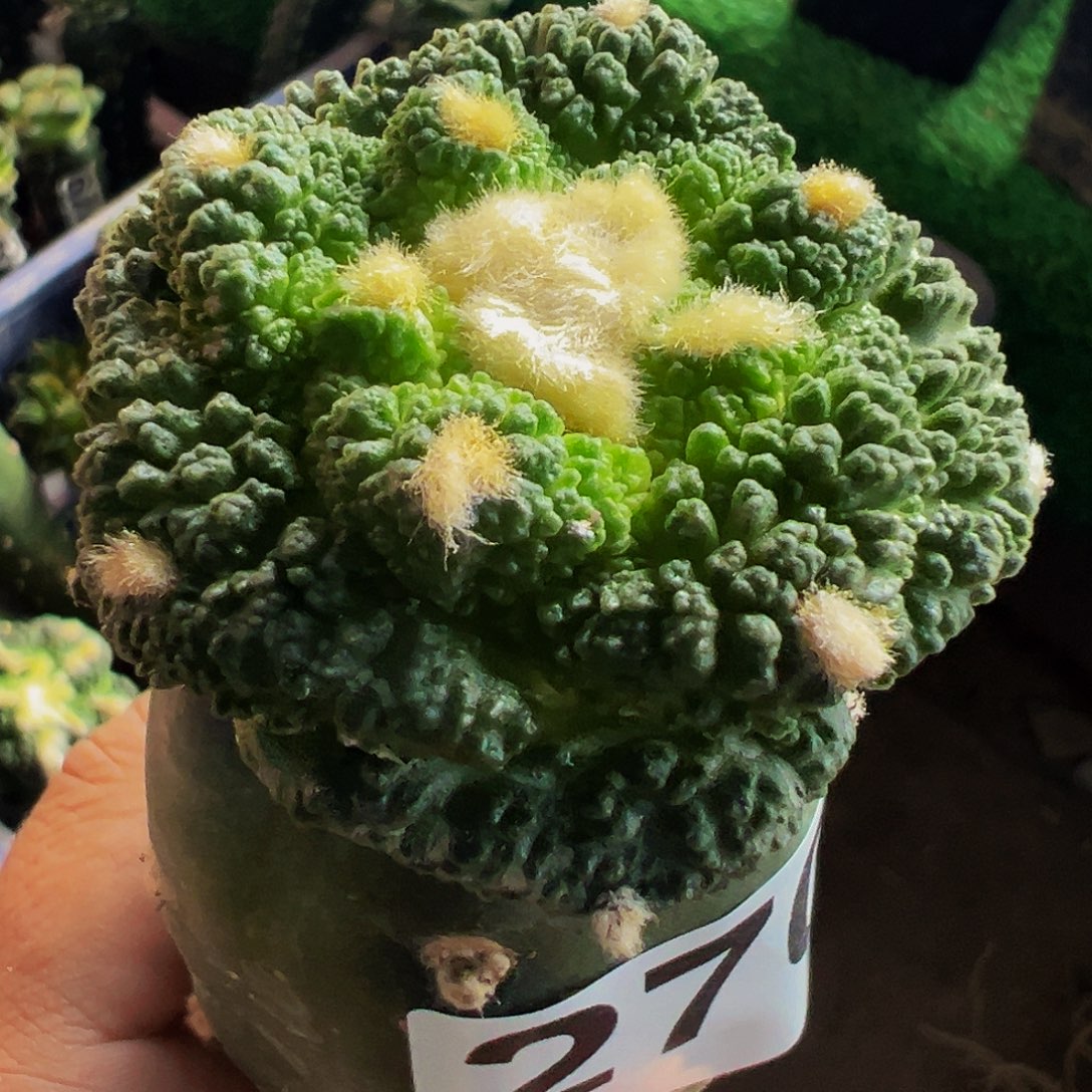 无花朵福利大尤哥斯拉牡丹270