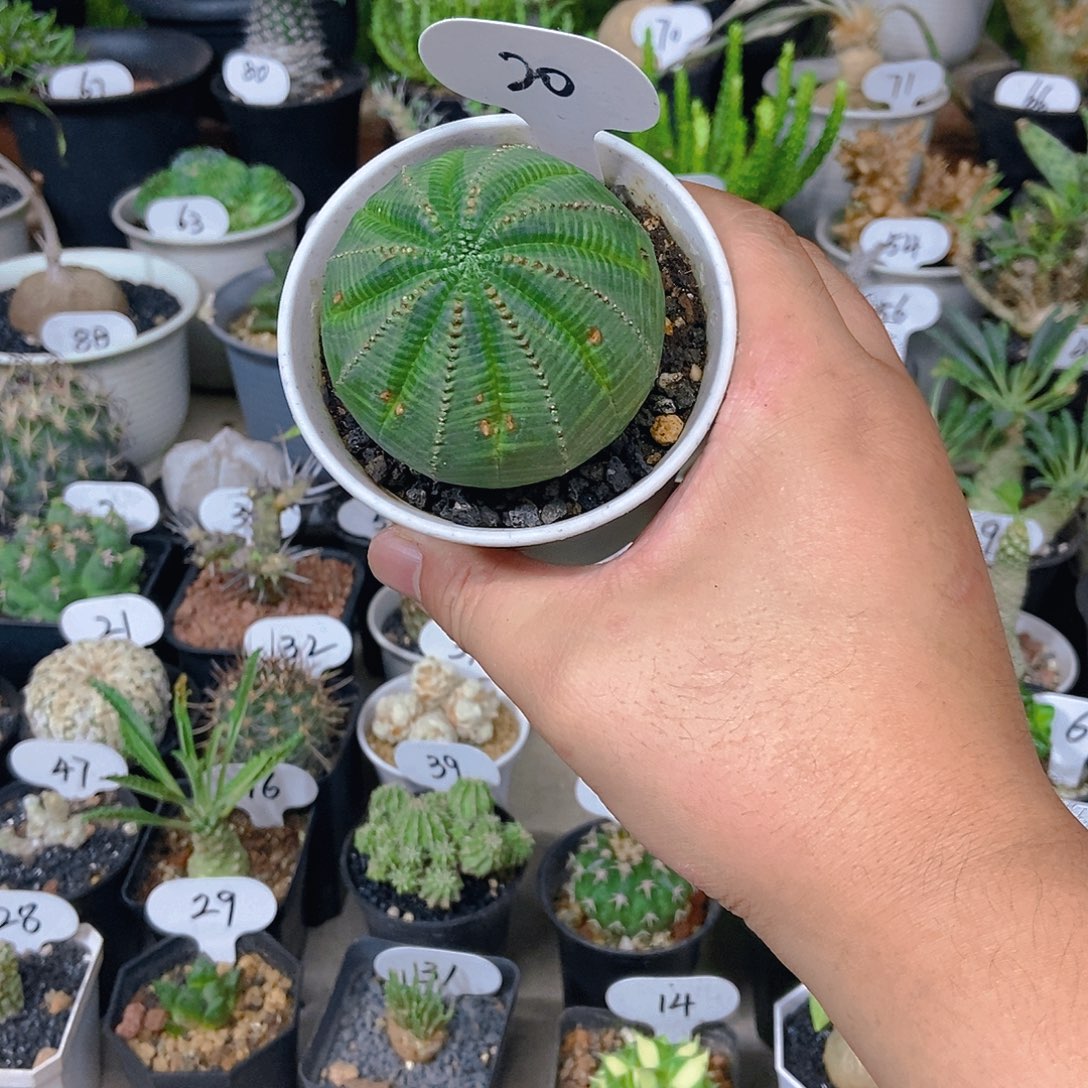 欧布一个一物一拍大的