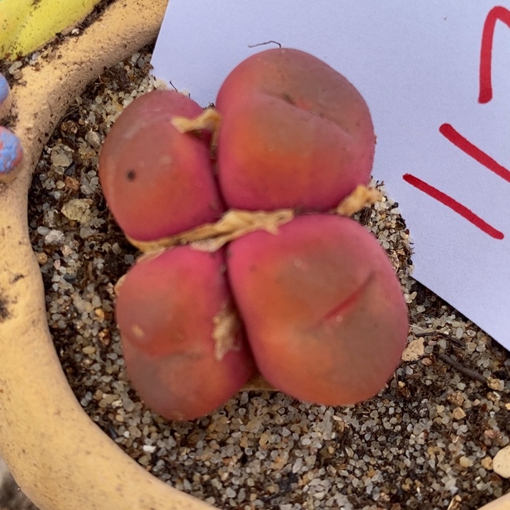 1179一颗一颗一颗