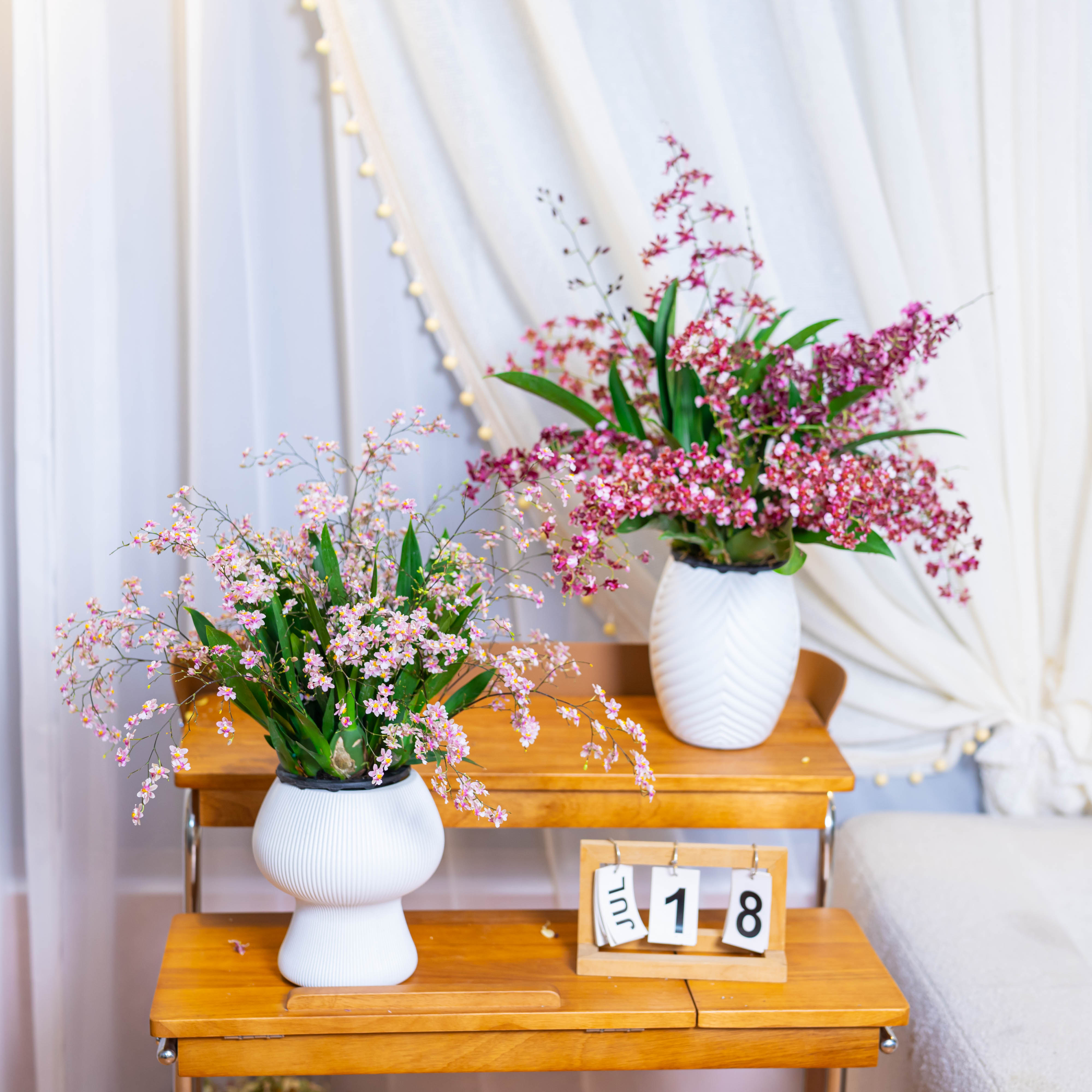 香水文心兰盆栽带花苞梦香兰精品兰花名贵花