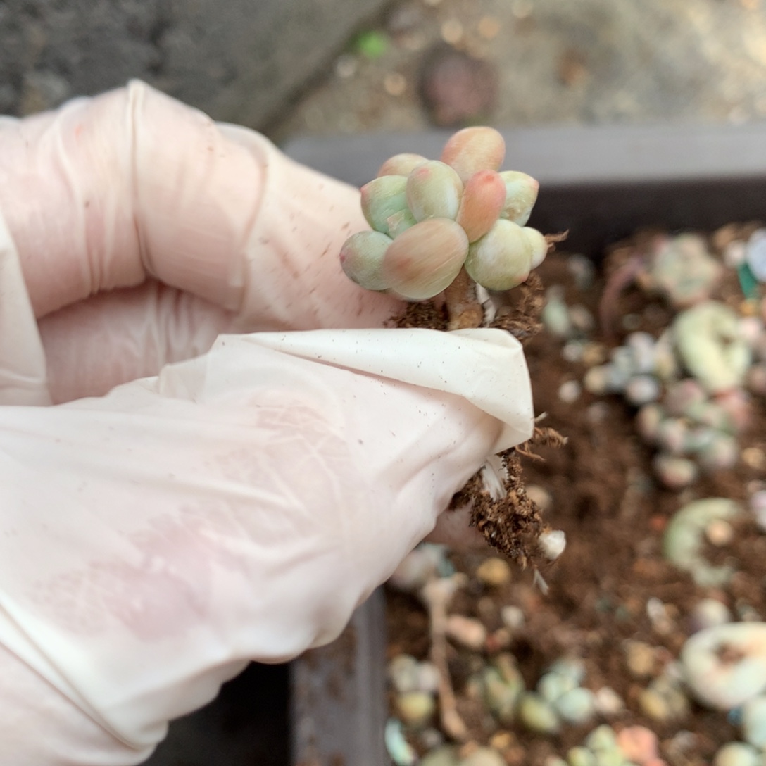 彩虹奶酪多肉小树彩虹