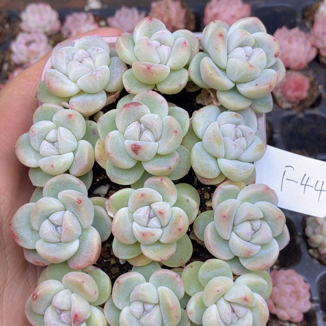 春泥家框拍链接F44