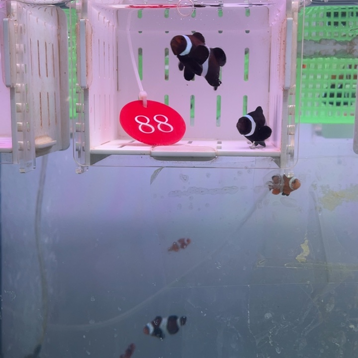 海水鱼精品黑奥黑2条4-5