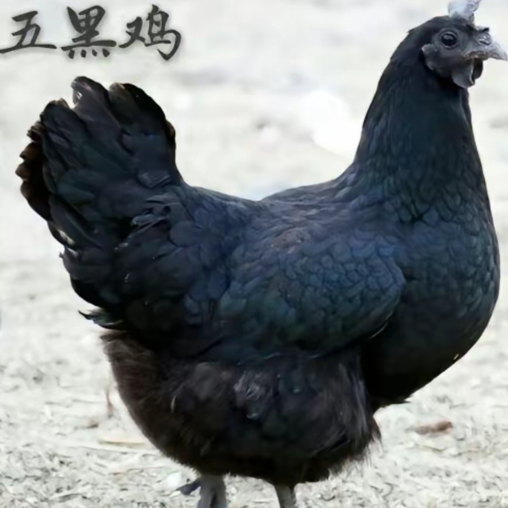 【散养五黑鸡】三年以上老母鸡*肉质鲜嫩*口感鲜香