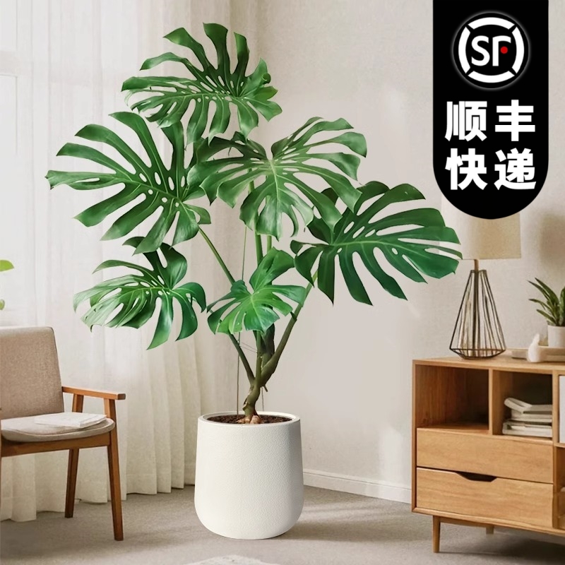 龟背竹水培植物室内好养绿植老桩客厅大叶盆栽除甲醛富贵竹天堂鸟