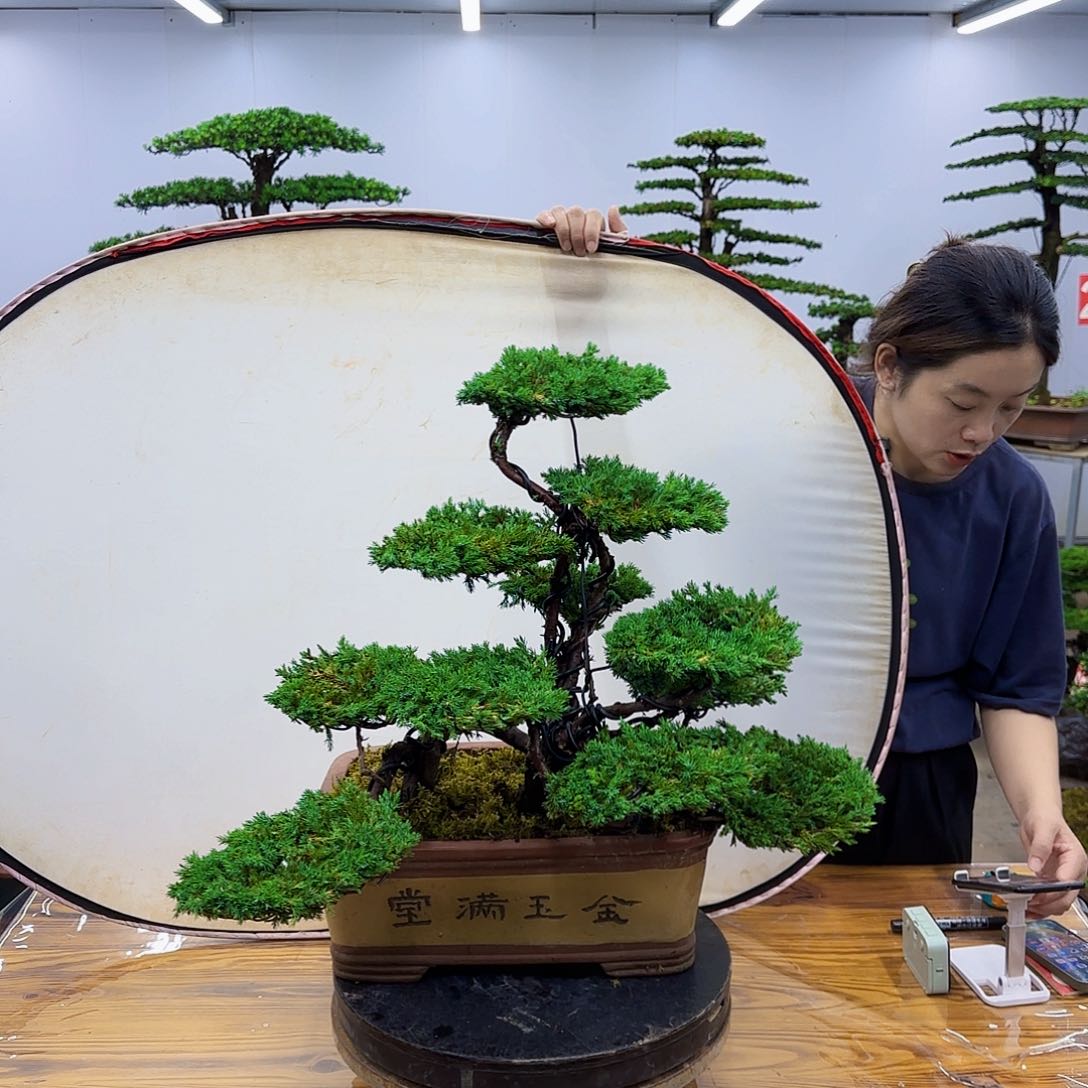 无花朵盆景直播间一物一拍