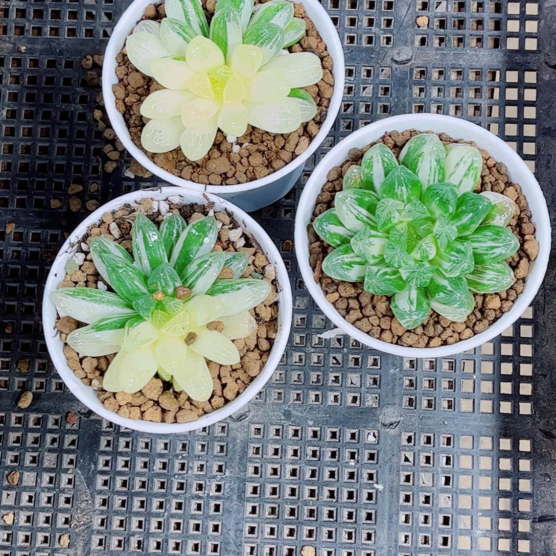 苏州玉露一勿一拍