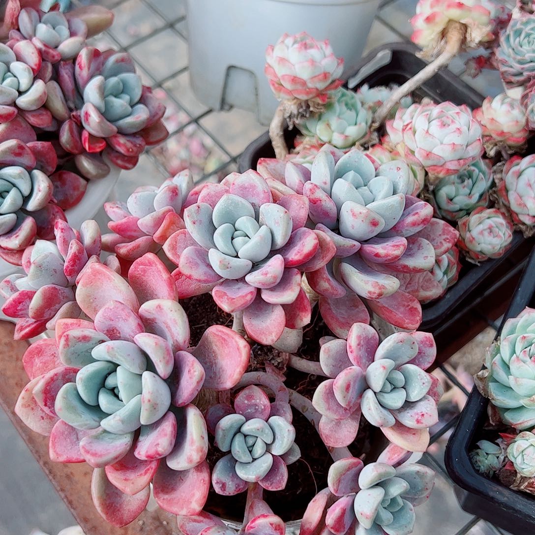 花斑露多头群生老桩