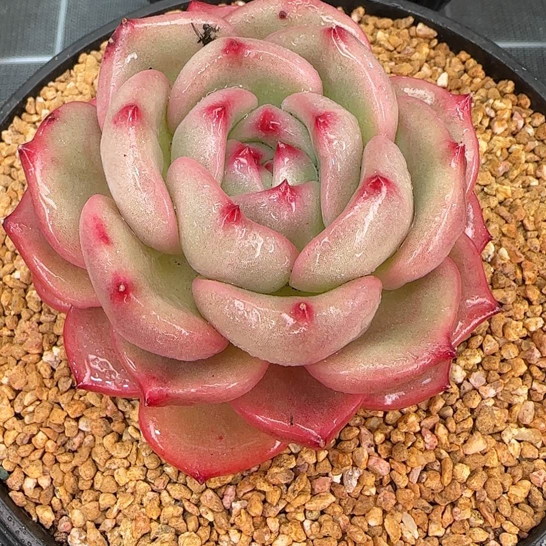 从前慢花园精选Q橙