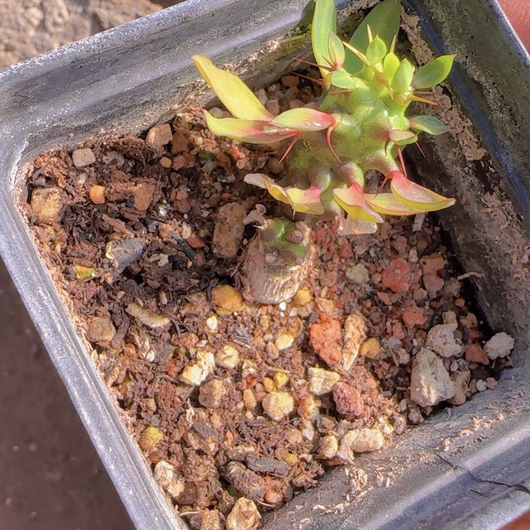 F***）块根植物块根植物