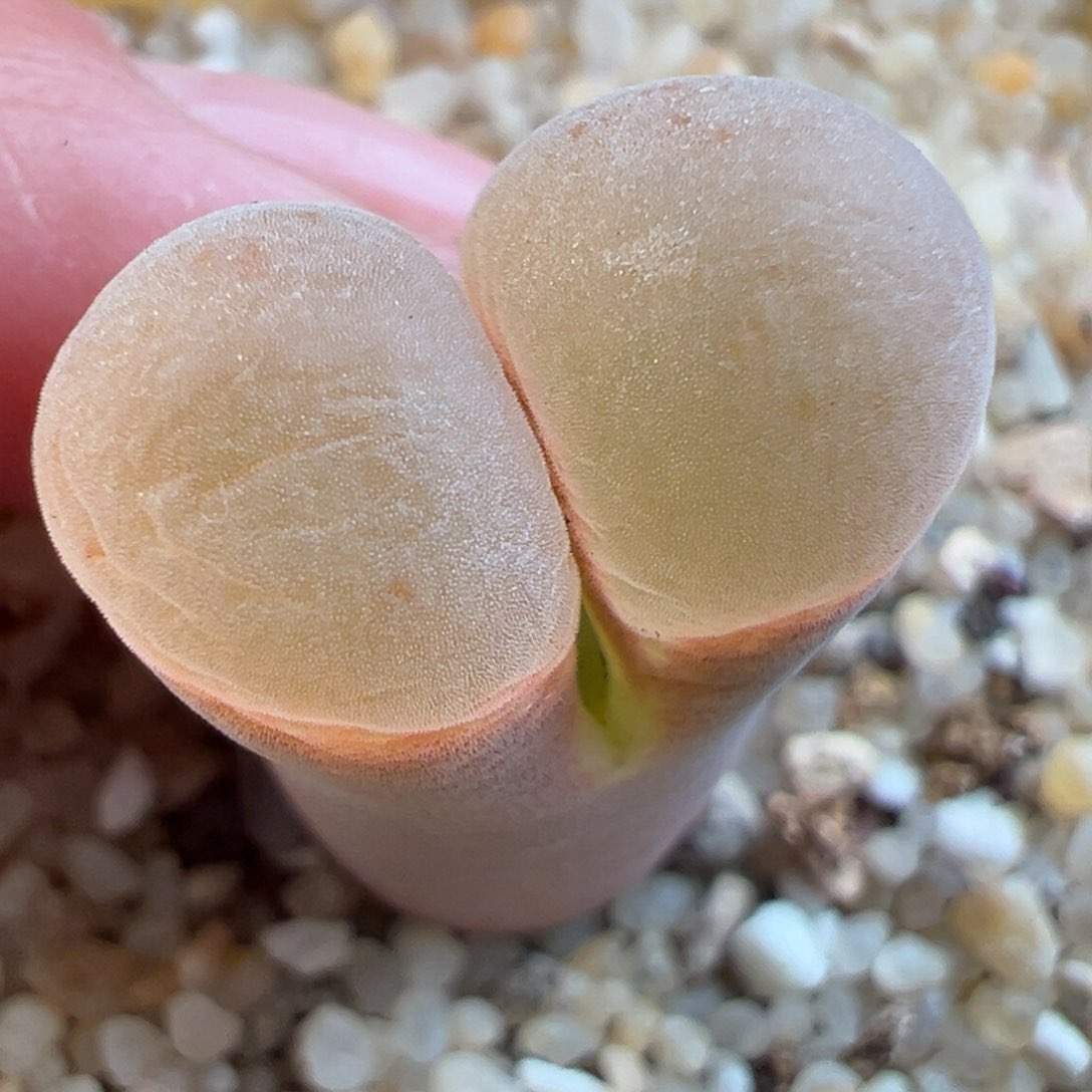 56号，决绝子1089