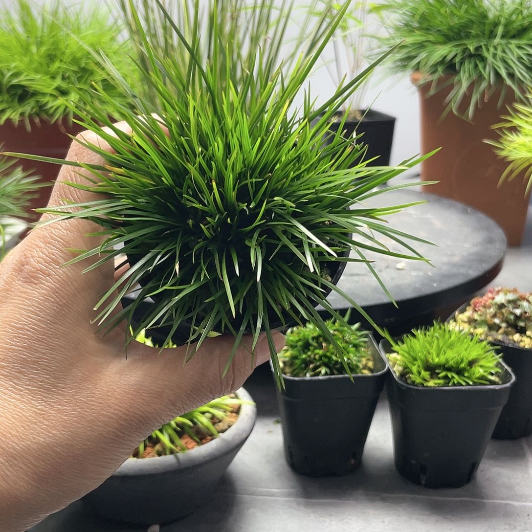 升*菖蒲天鹅绒8盆口