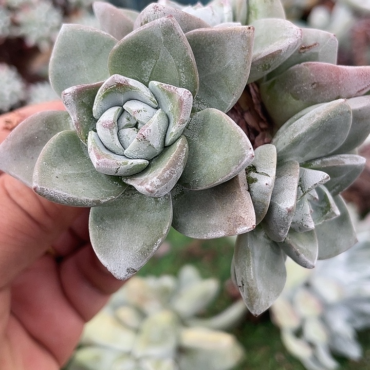 厚叶玫瑰苹果叶群生