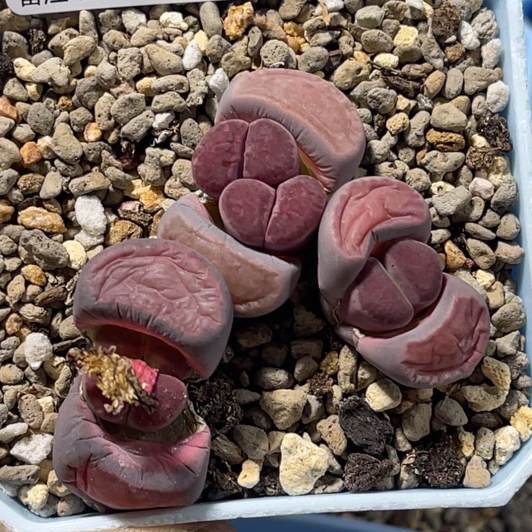 *****7212紫菊3个专拍的