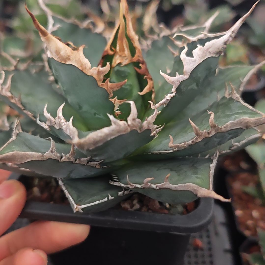 海王仁王冠龙舌兰