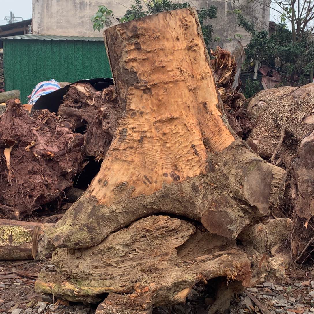 江***郎小叶桢楠金丝楠木